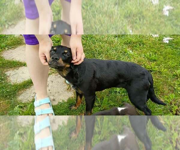 Medium Photo #2 Doxle Puppy For Sale in Aurora, IN, USA