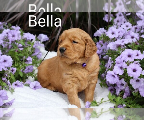 Medium Photo #20 Golden Retriever Puppy For Sale in LOYAL, WI, USA