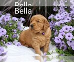 Small #2 Golden Retriever