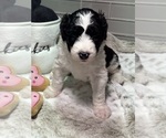 Small Photo #6 Sheepadoodle Puppy For Sale in BROOKSVILLE, FL, USA