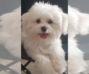 Maltese Puppy for sale in DANVILLE, IN, USA