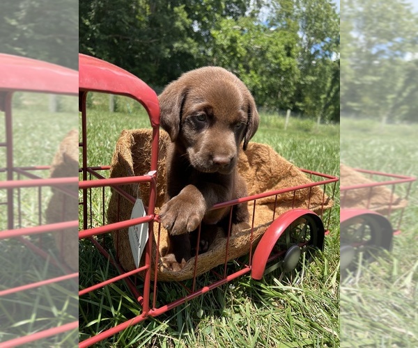 Medium Photo #2 Labrador Retriever Puppy For Sale in NEOLA, WV, USA