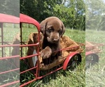 Small #1 Labrador Retriever