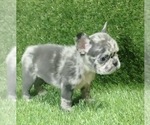 Small Photo #2 French Bulldog Puppy For Sale in FISHER ISLAND, FL, USA