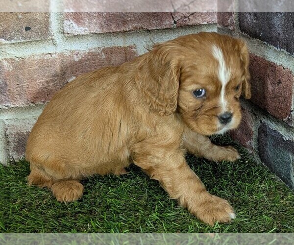 Medium Photo #6 Cavalier King Charles Spaniel Puppy For Sale in MOBERLY, MO, USA