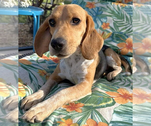 Medium Photo #3 Beagle Puppy For Sale in Dunnellon, FL, USA