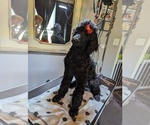 Small Photo #31 Poodle (Standard) Puppy For Sale in SAND SPRINGS, OK, USA