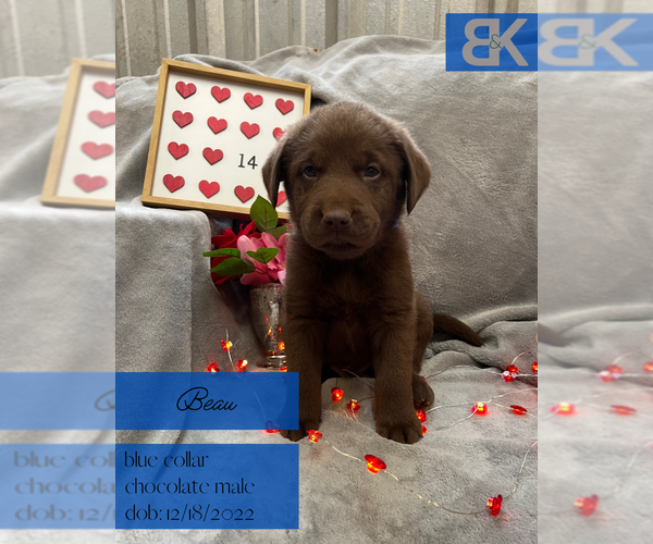 Medium Photo #4 Labrador Retriever Puppy For Sale in HOBART, OK, USA