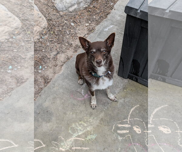 Medium Photo #2 Australian Shepherd-Chihuahua Mix Puppy For Sale in Sandy, UT, USA