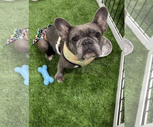 Stella FH - Female French Bulldog Dog for Adoption - Photo #7