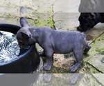 Small Photo #7 French Bulldog Puppy For Sale in CLARKSVILLE, AR, USA