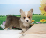 Small Photo #5 Pembroke Welsh Corgi Puppy For Sale in LOS ANGELES, CA, USA