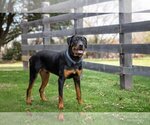 Small Photo #3 Rottweiler Puppy For Sale in White Hall, AR, USA