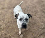 Small #1 American Pit Bull Terrier