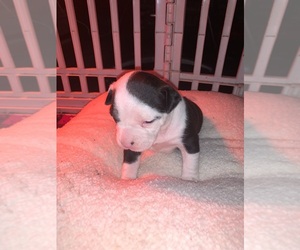 American Bully Puppy for sale in LANCASTER, TX, USA
