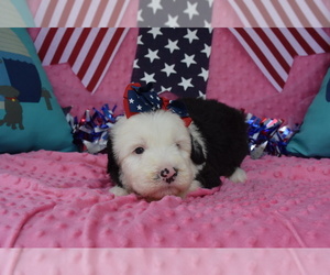 Old English Sheepdog Puppy for sale in MARIONVILLE, MO, USA