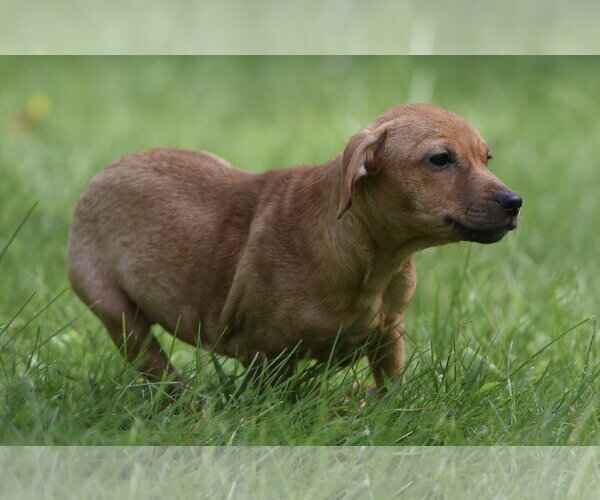 Medium Photo #2 Chiweenie Puppy For Sale in Mechanicsburg, PA, USA
