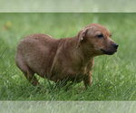 Small #1 Chiweenie