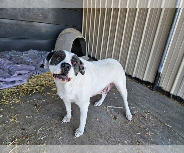 Medium Photo #5 American Pit Bull Terrier-Unknown Mix Puppy For Sale in Monte Vista, CO, USA