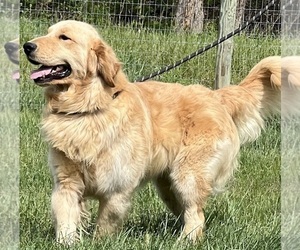 Father of the Golden Retriever puppies born on 07/08/2026