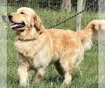 Small Photo #1 Golden Retriever Puppy For Sale in NEOLA, WV, USA