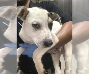 Labrador Retriever-Unknown Mix Dogs for adoption in Conroe, TX, USA