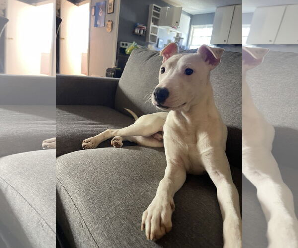 Medium Photo #11 Mutt Puppy For Sale in Holly Springs, NC, USA