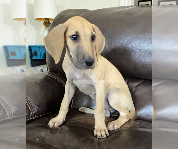 Medium Photo #12 Great Dane Puppy For Sale in CLOVER, SC, USA