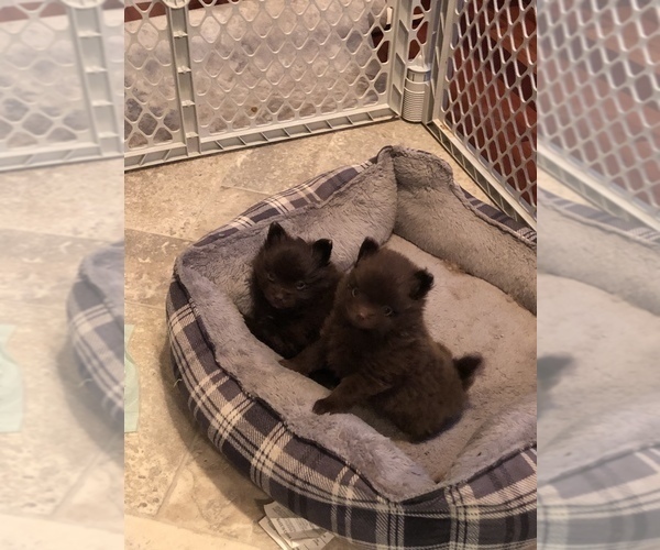 Medium Photo #2 Pomeranian Puppy For Sale in PELHAM, NH, USA