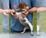 Small #1 Dachshund