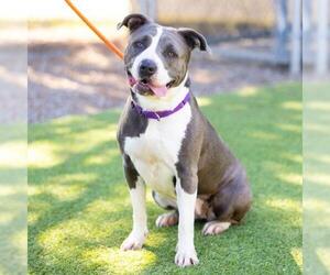 American Pit Bull Terrier Dogs for adoption in Camarillo, CA, USA