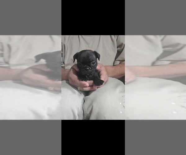 Medium Photo #12 Buggs Puppy For Sale in INDIANAPOLIS, IN, USA