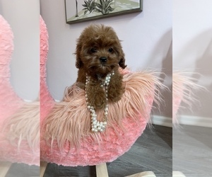 Cavapoo Puppy for sale in SYLMAR, CA, USA