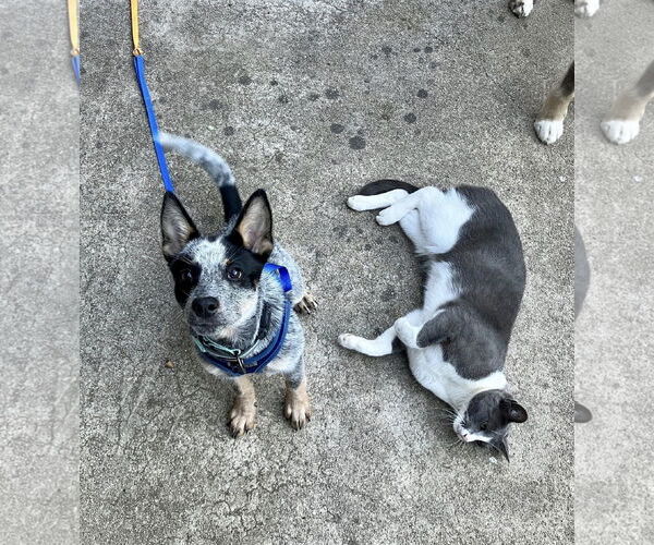 Medium Photo #3 Mutt Puppy For Sale in Paso Robles, CA, USA