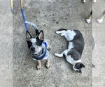 Small #2 Mutt