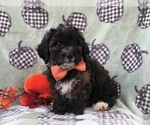 Small Photo #9 Shih-Poo Puppy For Sale in LAKELAND, FL, USA