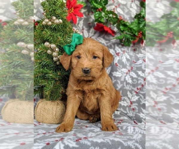 Medium Photo #6 Labradoodle Puppy For Sale in QUARRYVILLE, PA, USA