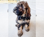 Puppy Puppy7 Biscuit Bernedoodle