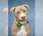 Small #7 American Pit Bull Terrier Mix