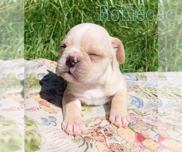 Medium Photo #5 French Bulldog Puppy For Sale in EUGENE, OR, USA