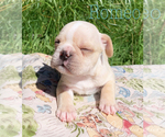 Small Photo #5 French Bulldog Puppy For Sale in EUGENE, OR, USA