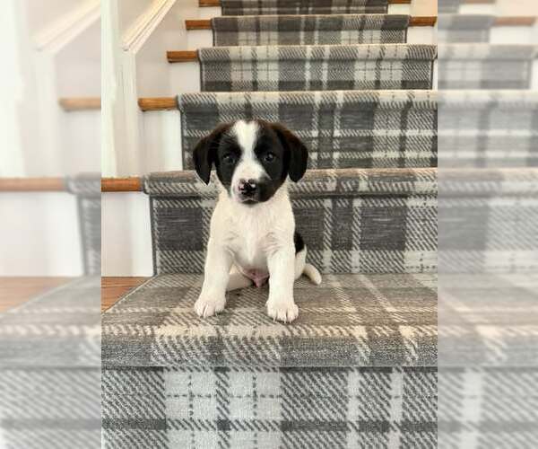 Medium Photo #2 Australian Shepherd-Unknown Mix Puppy For Sale in pomfret, CT, USA