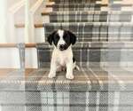Small #1 Australian Shepherd Mix