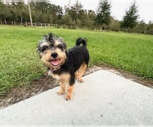 Mutt Dogs for adoption in Naples, FL, USA