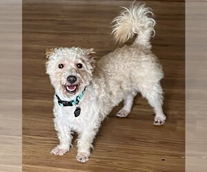 Poodle (Toy)-Unknown Mix Dogs for adoption in Menifee, CA, USA