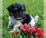 Small Photo #8 Havanese Puppy For Sale in THREE RIVERS, MI, USA