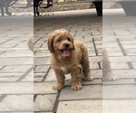 Small #3 Cockapoo