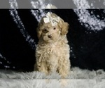 Small #1 Maltipoo