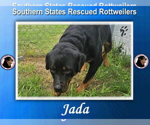 Rottweiler-Unknown Mix Dogs for adoption in White Hall, AR, USA