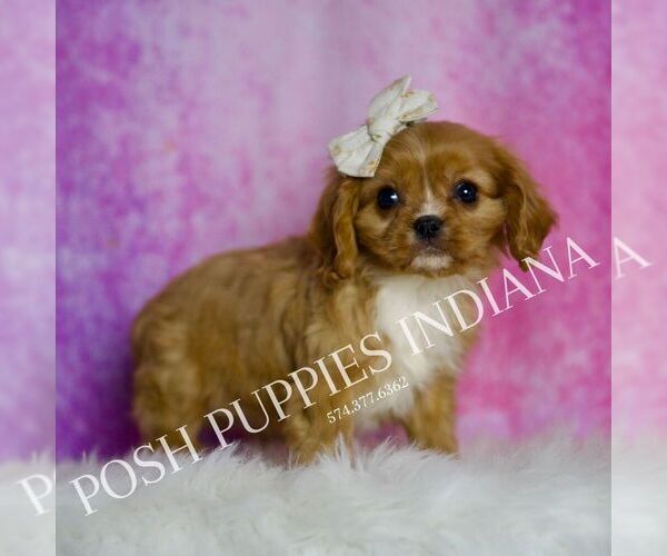 Medium Photo #4 Cavalier King Charles Spaniel Puppy For Sale in WARSAW, IN, USA